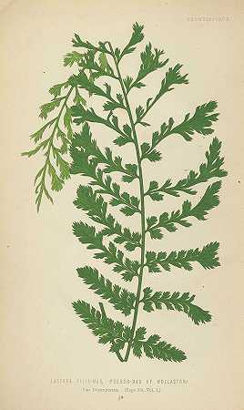 蕨类植物+约翰逊，弗恩斯+1贝格。，祖斯。4 Bde。1855-67, 1861.-爱德华·约瑟夫·洛