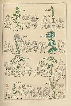 德国的植物群。2.顺便说一句。1849-57, 1845.-威廉·路德维希·彼得曼