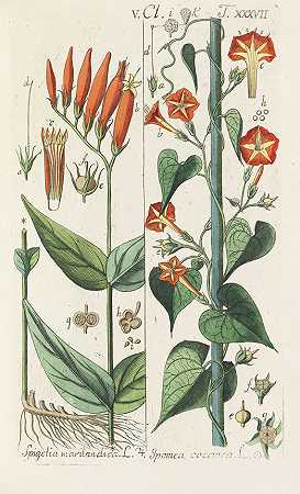植物学手册。8Bde。1808-克里斯蒂安·施库尔