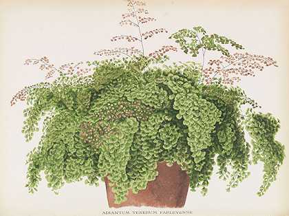选择蕨类植物的书。3 Bde。1892-1894-乔治·施耐德