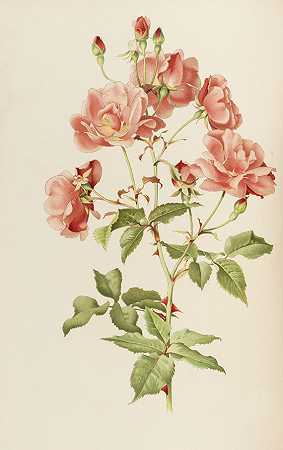 蔷薇属。2 Bde。1914-埃伦·威尔莫特