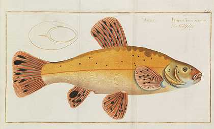 德国鱼类的自然历史。1782-马库斯·埃利泽·布洛赫