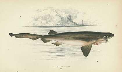 不列颠群岛的鱼类。4 Bde。1862-66-乔纳森·库奇