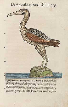 动物史。1555-康拉德·格斯纳