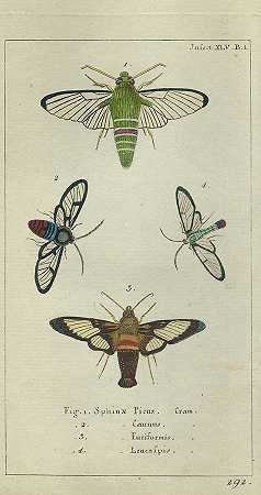 昆虫知识。2.顺便说一句。1786-87-乔。弗里德。威尔。秋天