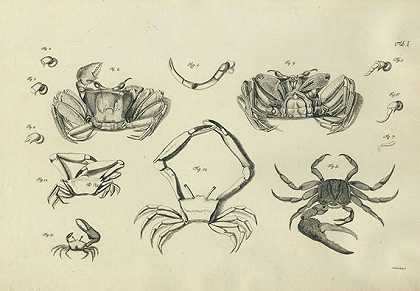 试试自然历史螃蟹和螃蟹。书，文件夹。2.顺便说一句。1796-乔。弗里德。威尔。秋天