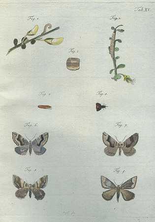 自然和昆虫史。标题2.1793-第。C.Kleemann女士