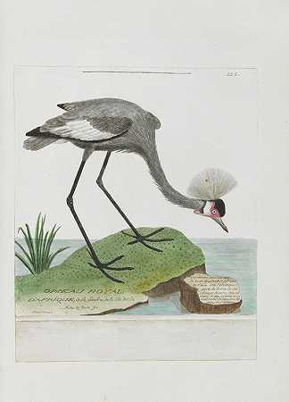 Oiseaux。1780-90年。-弗朗索瓦·尼古拉斯·马丁内特