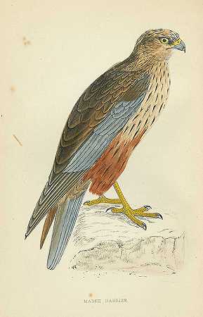 英国鸟类。公元1880.8年。-弗朗西斯·奥彭·莫里斯