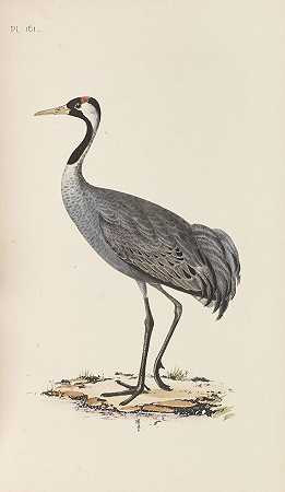 英国鸟类插图，公元前7年。1857-亨利·伦纳德·迈耶