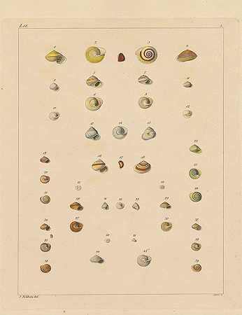 肺蜗牛。3Bde。1843-53-路易斯·菲弗
