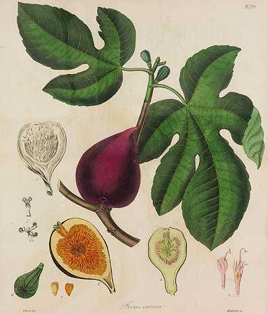 医学植物学。4 Bde。1834-36-J、 史蒂芬森