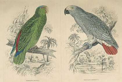 动物王国自然历史图片馆。4 Bde。1840-1843-弗里德里希·特里奇克