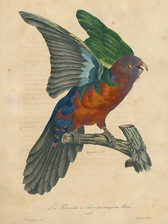 鸟类画廊。1820年-路易斯·让·皮埃尔·维埃略