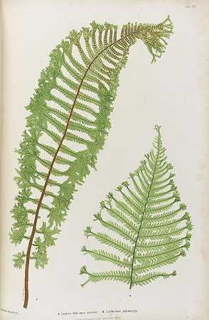 蕨类植物。1855-托马斯·摩尔