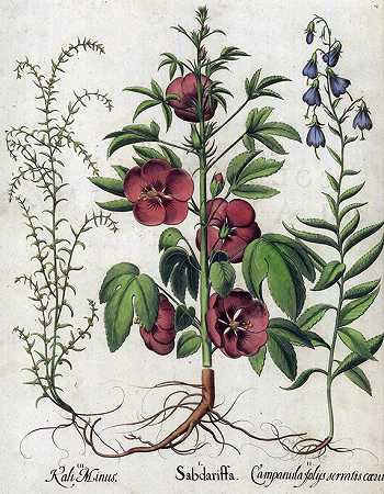 1 Bl.Sabdariffa/Hibiskus，B.Besler。1613页及其后。-花卉和植物