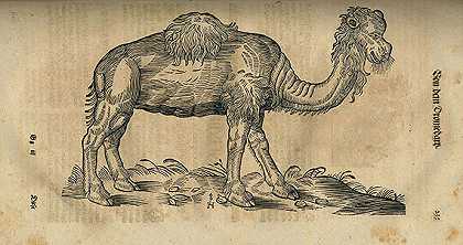 动物书。1669-康拉德·格斯纳