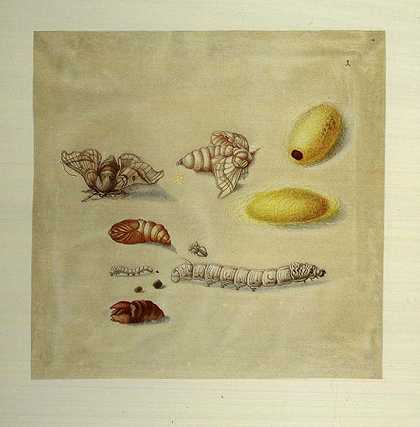蝴蝶、甲虫和其他昆虫1976-玛丽亚·西比拉·梅里安