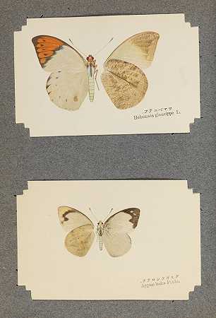 日本蝴蝶收藏，1905年。-日本蝴蝶系列