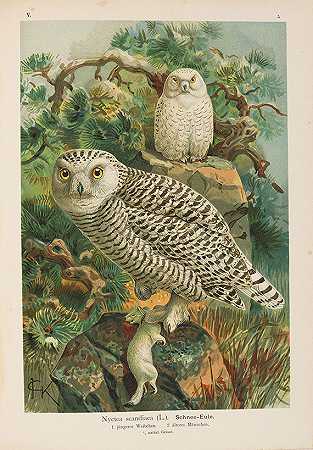 鸟类的自然历史。下午12点。1897-1905.-约翰·安德烈亚斯·瑙曼