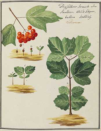Priv.Planzen专辑，1820-植物水彩