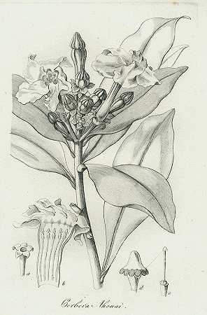 花园植物。1821-特拉蒂尼克，L。