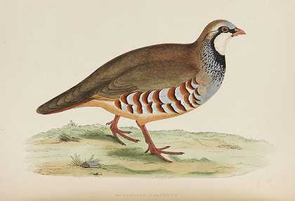英国猎鸟和野禽。参见1855。-B、 R.莫里斯