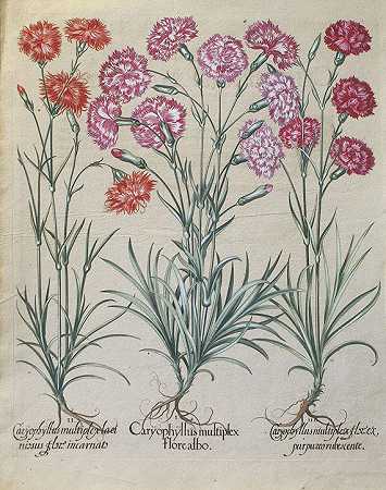 20亿。丁香和皂荚。，1613-花卉和植物