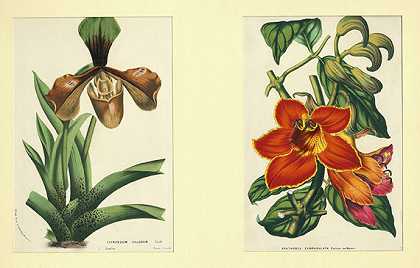 约60 Bl。信封18./19.Jh。，1780-花卉和植物