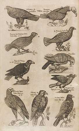 鸟类学1610-尤利西斯·阿尔德罗万迪