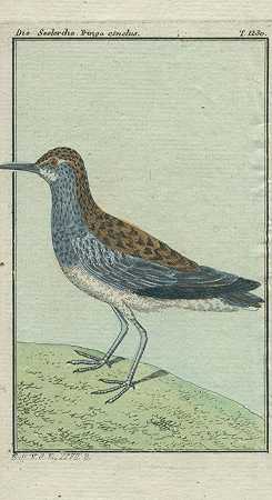鸟类的自然历史。第二十七卷。1803-乔治·路易斯·勒克莱尔·德·布冯