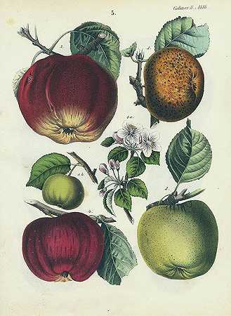 德国的水果和浆果。1854-卡尔·古斯塔夫·考尔