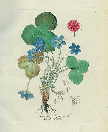 Frontflora。1840-大卫·内森·弗里德。迪特里希