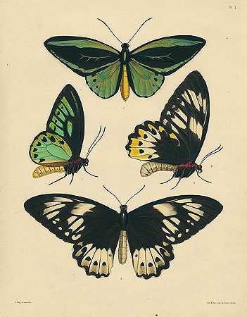 鳞翅目昆虫。1852-约翰·爱德华·格雷