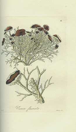 植物杂烩。3 Bde。1830-威廉·杰克逊·胡克