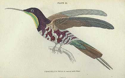 蜂鸟1833.3 Bde。-威廉·查顿