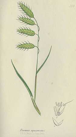 大不列颠的草。1861-查尔斯·约翰逊