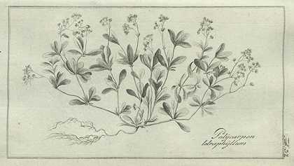 《西里西亚植物志》。3 Bde。1787-1790-安东·约翰·克罗克