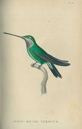 飞鸟。1829-课，R.P。