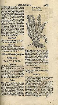 新的完美草药书。1678-彼得罗·安德烈亚·马蒂奥利