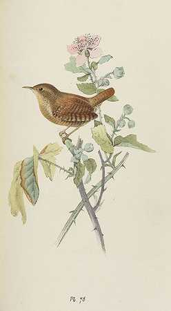 英国鸟类。公元前1857.7年。-亨利·L·迈耶