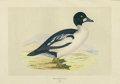 英国鸟类。1851-57.6年大贝：巢和蛋。公元前1861-63.3年。-弗朗西斯·O·莫里斯