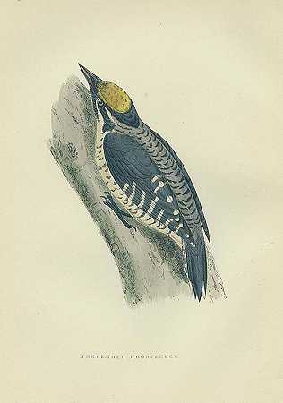 英国鸟类的历史。公元前1903.6年。-弗朗西斯·O·莫里斯