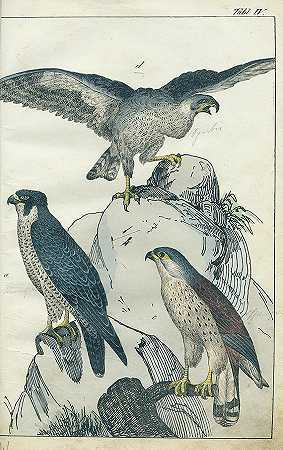 Konvolu Naturgeschichte，5部作品，6卷。1850-90.-自然历史