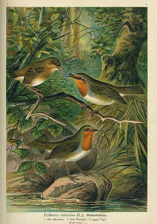 中欧鸟类。1897-1905.12卷。-约翰·安德烈亚斯·瑙曼