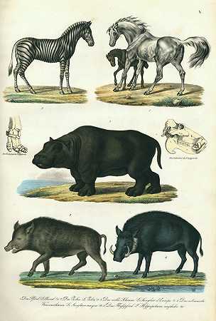 来自自然历史的图像。1837-海因里希·鲁道夫·辛茨