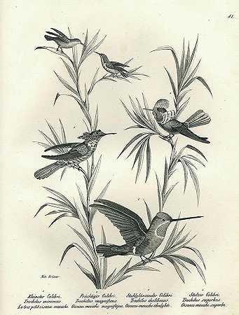 鸟类的自然历史。1830.2卷。-海因里希·鲁道夫·辛茨