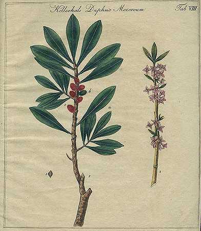 有毒植物。1817-亚历山大·冯·施吕巴赫
