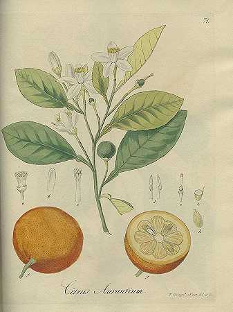 百日咳药用豌豆。公元前1837.2年。-迪德里希·弗朗茨·莱昂哈德·冯·施莱克滕达尔