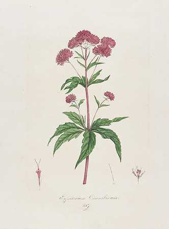 《植物志》。3 Bde。1814-18-弗朗茨·冯·保拉·施兰克